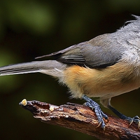 Buy canvas prints of  Tufted Titmouse  by Paul Mays