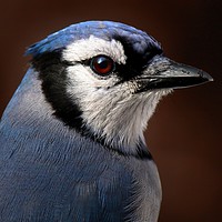 Buy canvas prints of Blue Jay Portrait  by Paul Mays