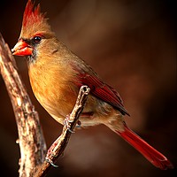 Buy canvas prints of Female Northern Cardinal  by Paul Mays