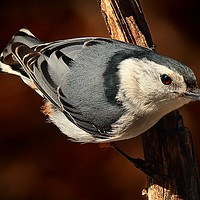 Buy canvas prints of White Breasted Nuthatch  by Paul Mays