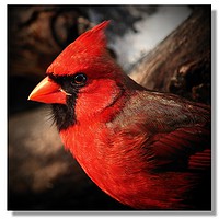 Buy canvas prints of Male Northern Cardinal Portrait  by Paul Mays