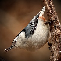 Buy canvas prints of White Breasted Nuthatch by Paul Mays