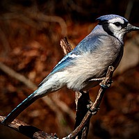 Buy canvas prints of American Blue Jay by Paul Mays