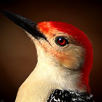 Buy canvas prints of Red Bellied Woodpecker by Paul Mays