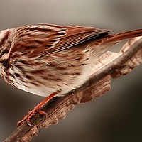 Buy canvas prints of Song Sparrow by Paul Mays