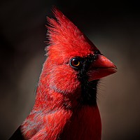 Buy canvas prints of Male Northern Cardinal Portrait by Paul Mays