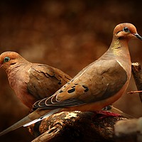 Buy canvas prints of Mourning Doves by Paul Mays