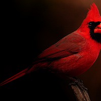 Buy canvas prints of Male Northern Cardinal by Paul Mays
