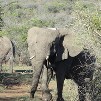 Buy canvas prints of  Elephants moving by Fred West