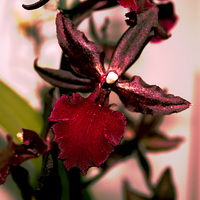 Buy canvas prints of  Bright Red Orchid by Fred West