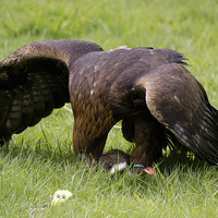 Buy canvas prints of  Golden Eagle Landing by Fred West