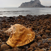 Buy canvas prints of  Shell on the beach by Vicente De Miguel