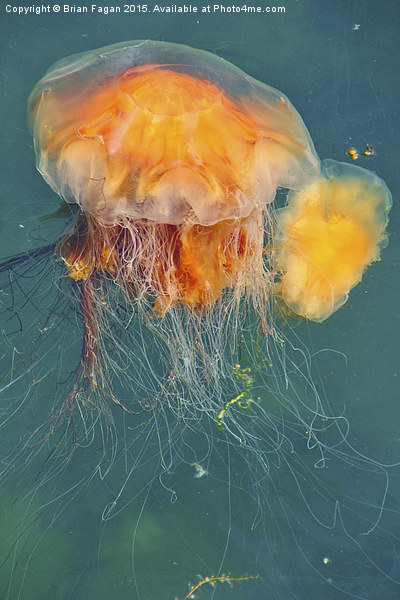  Jellyfish Picture Board by Brian Fagan