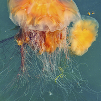 Buy canvas prints of  Jellyfish by Brian Fagan