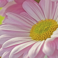 Buy canvas prints of Pink  Flower by Brian Fagan