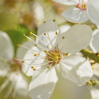 Buy canvas prints of  Spring Blossom by Brian Fagan