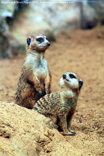  Meerkats Picture Board by Brian Fagan