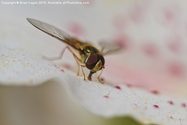  Hoverfly Picture Board by Brian Fagan