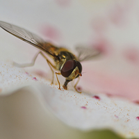 Buy canvas prints of  Hoverfly by Brian Fagan