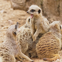 Buy canvas prints of  When Meerkats attack by Brian Fagan