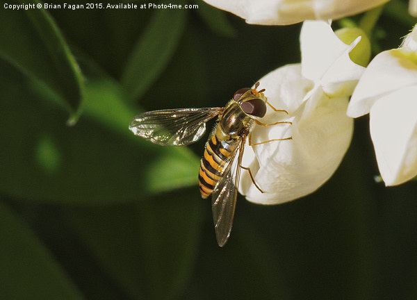  Hoverfly Picture Board by Brian Fagan