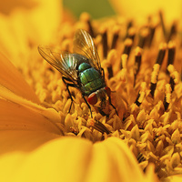 Buy canvas prints of  Sunflower and the fly by Brian Fagan