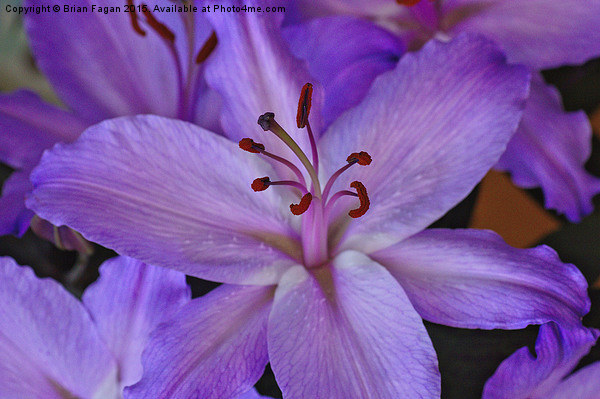  Purple Lily Picture Board by Brian Fagan