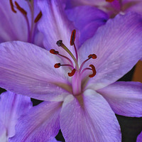 Buy canvas prints of  Purple Lily by Brian Fagan