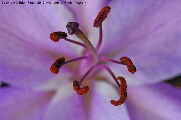  Purple lily Picture Board by Brian Fagan