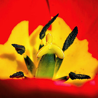 Buy canvas prints of Red Tulip by Brian Fagan