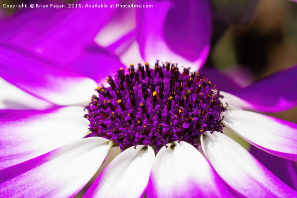 Purple Senetti Picture Board by Brian Fagan