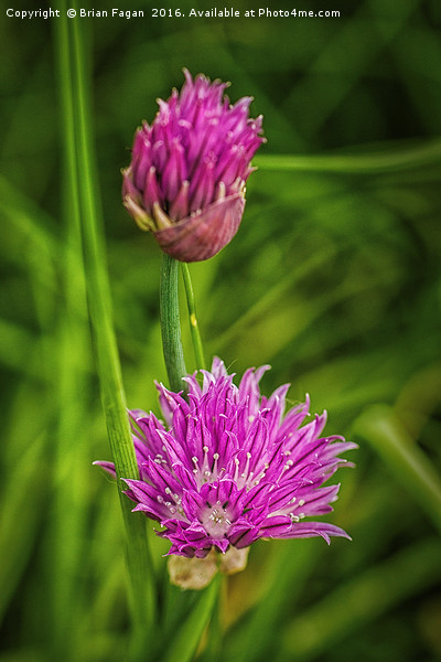 Flowering chives Picture Board by Brian Fagan