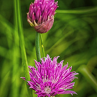 Buy canvas prints of Flowering chives by Brian Fagan