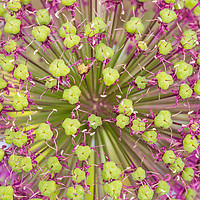 Buy canvas prints of Allium by Brian Fagan