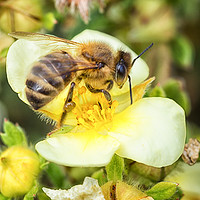 Buy canvas prints of Honey Bee by Brian Fagan