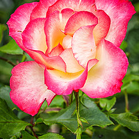 Buy canvas prints of A single Rose by Brian Fagan