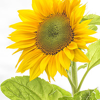 Buy canvas prints of Sunflower by Brian Fagan