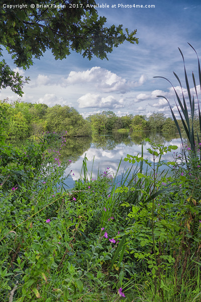 Reeds and reflection on a summers day Picture Board by Brian Fagan