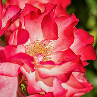 Buy canvas prints of Red Rose by Brian Fagan
