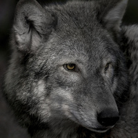Buy canvas prints of Lone wolf  by david felstead