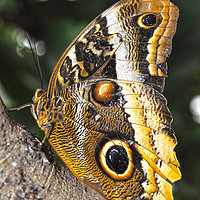 Buy canvas prints of majestic butterfly by Owen Bromfield