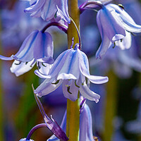 Buy canvas prints of Spanish Bluebells by Craig Williams