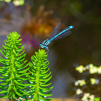 Buy canvas prints of Common Blue Damselfly by Craig Williams