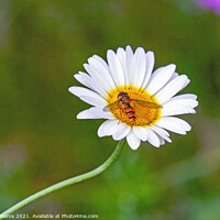 Buy canvas prints of Hover Fly on Oxeye Daisy by Craig Williams
