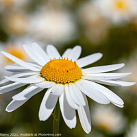 Buy canvas prints of Oxeye Daisies by Craig Williams