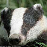 Buy canvas prints of The Curious Badger by Craig Williams