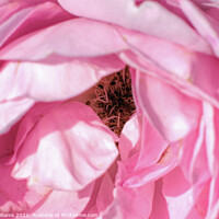 Buy canvas prints of Pink Rose Close Up  by Craig Williams
