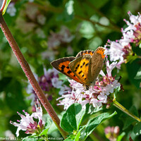 Buy canvas prints of Small Copper on Wild Marjoram  by Craig Williams