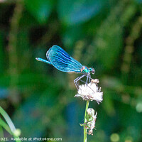 Buy canvas prints of Banded Damoselle Damselfly by Craig Williams