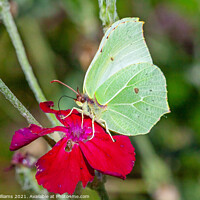 Buy canvas prints of Brimstone Butterfly  by Craig Williams